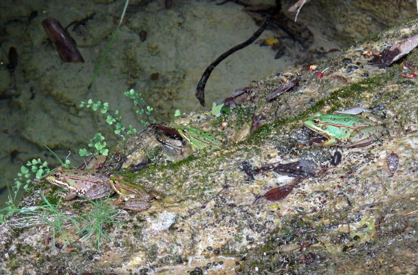 Iberian Water Frogs (Pelophylax perezi) 