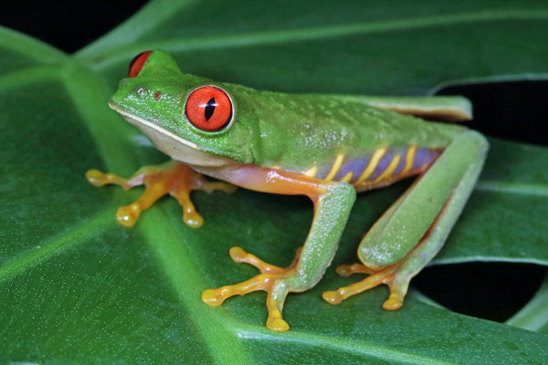 Taylor's Red-eyed Treefrog (Agalychnis taylori) 