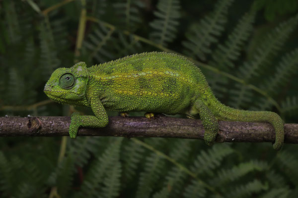 Crater Highlands Side-striped Chameleon (Trioceros sternfeldi) female