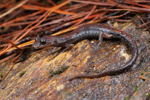 Claw-toothed Salamander (Pseudoeurycea unguidentis)