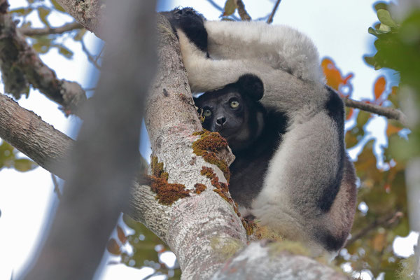 Indri (Indri indri) are very flexible creatures indeed!