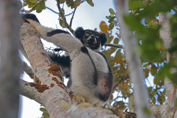 Indri (Indri indri) 