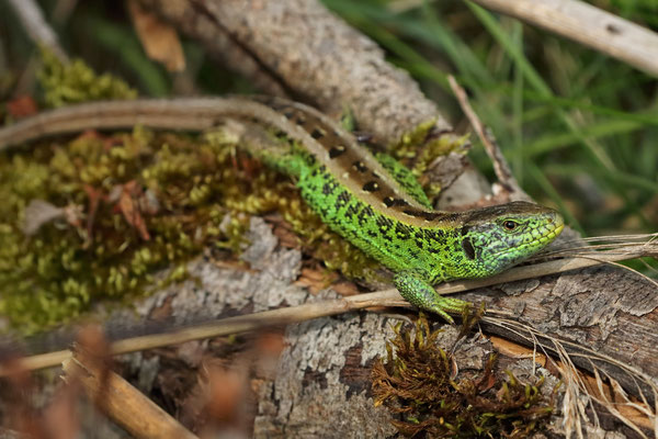 Beautiful male Sand Lizard (Lacerta agilis)