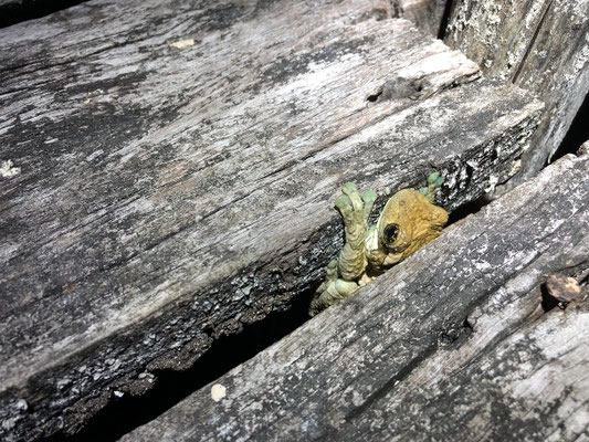 Pepper Treefrog (Trachycephalus typhonius) as found.