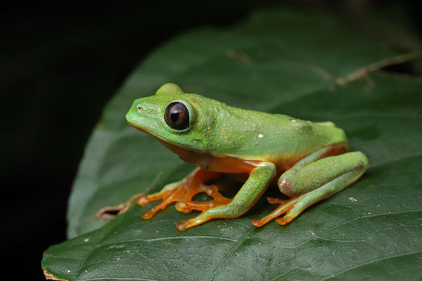 Black-eyed Leaf Frog (Agalychnis moreletii) subadult