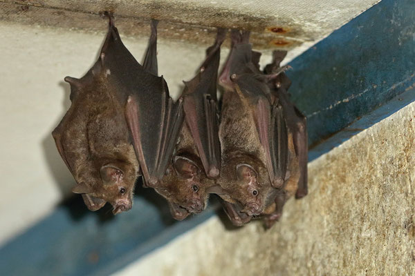 Many bats inside the abandoned building.