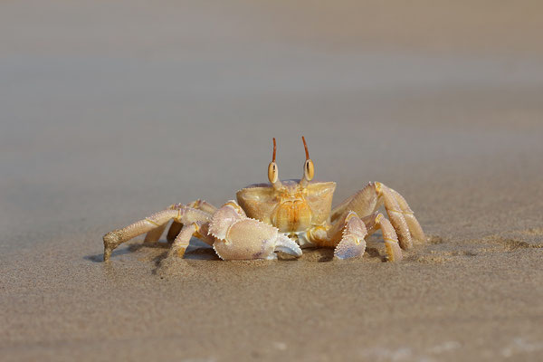 Ghost Crab (Ocypoda rotundata)