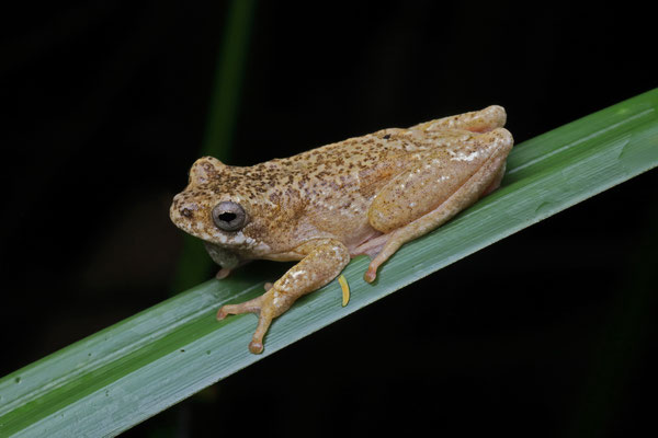 Peter's Reed Frog (Hyperolius glandicolor)