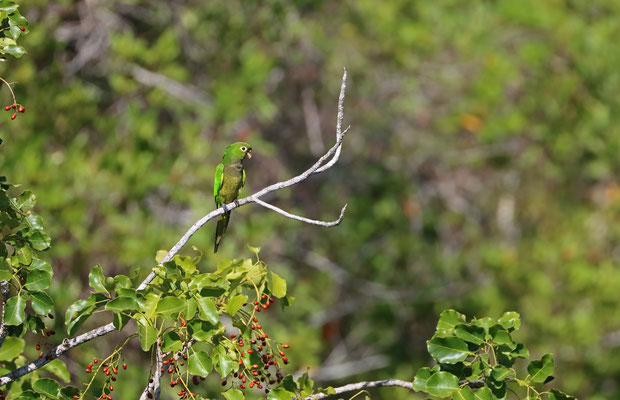  Olive-throated Parakeet (Eupsittula nana)