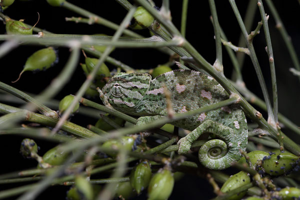 Mediterranean Chameleon (Chamaeleo chamaeleon)