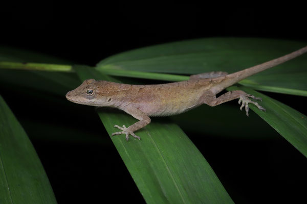 Zapotec Anole (Anolis zapotecorum)