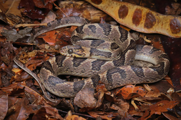 One of the more common snakes of the dry forest, the Southwestern Cat-eyed Snake (Leptodeira maculata).