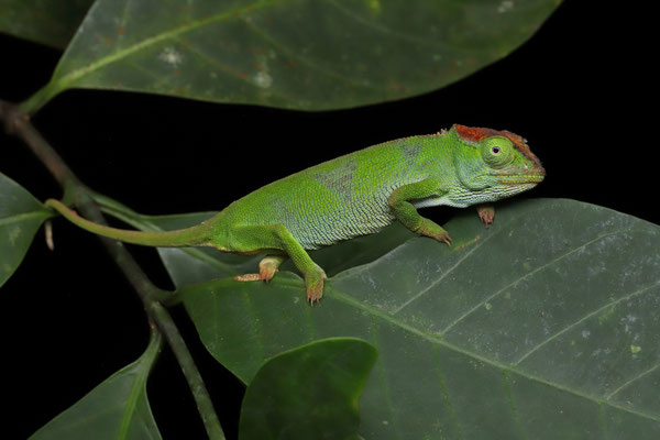 Mulanje Chameleon (Nadzikambia mlanjensis) 