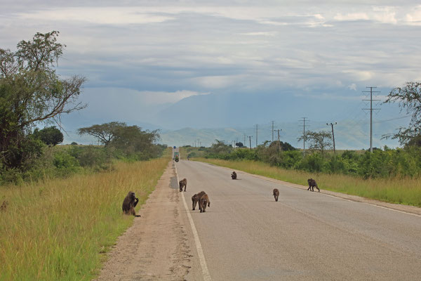 Road through QENP.