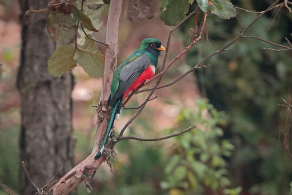 Mexican Trogon (Trogon mexicanus)
