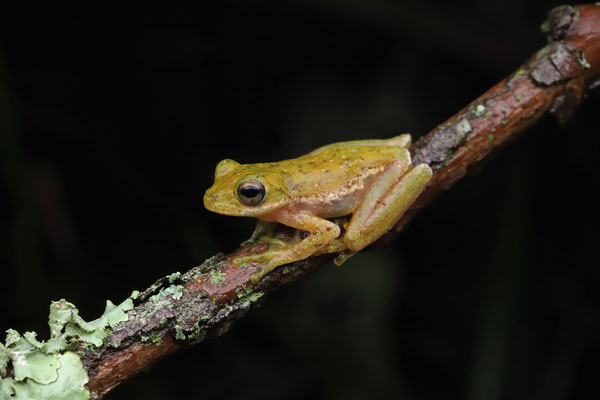 Small-eared Tree Frog (Rheohyla miotympanum) 