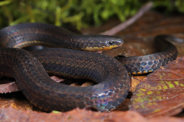 Stuart's Burrowing Snake (Adelphicos veraepacis)