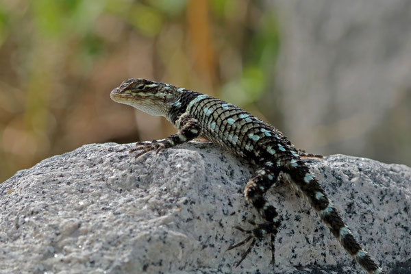 MacDougall's Spiny Lizard (Sceloporus macdougalli)