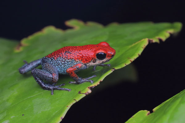 Granular Poison Dart Frog (Oophaga granulifera)
