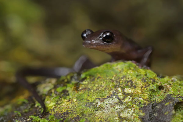 Black Jumping Salamander (Ixalotriton niger) 