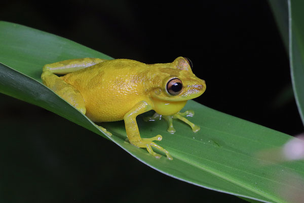 Olive Long-snouted Tree Frog (Scinax elaeochroa) calling male