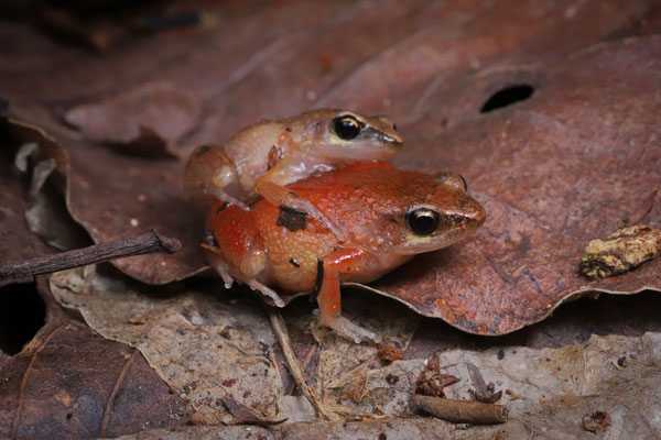 Dwarf Squeaker (Arthroleptis xenodactyloides) amplexus