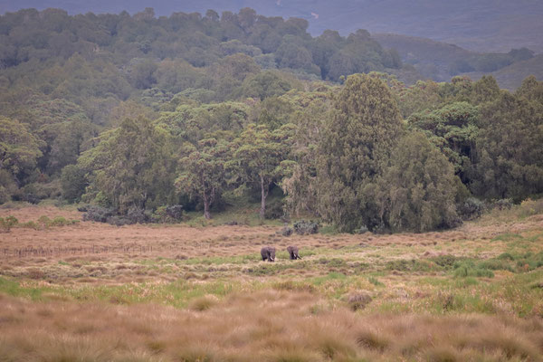 What a moment to witness these two gentle giants emerging from the forest.