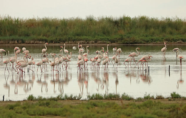 Feeding flock of  Greater Flamingo (Phoenicopterus roseus)