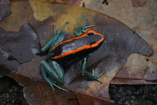 Golfo Dulce Poison Dart Frog (Phyllobates vittatus)