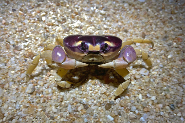 Halloween Crab (Gecarcinus quadratus)