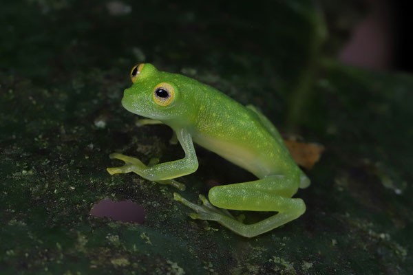  Bare-hearted Glass Frog (Hyalinobatrachium colymbiphyllum)