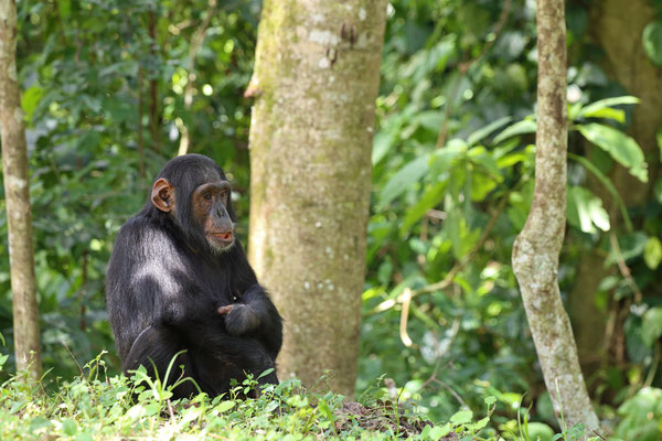 Chimpanzee (Pan troglodytes) with the same expression I often see in my classroom.