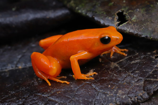 Golden Mantella (Mantella aurantiaca) 