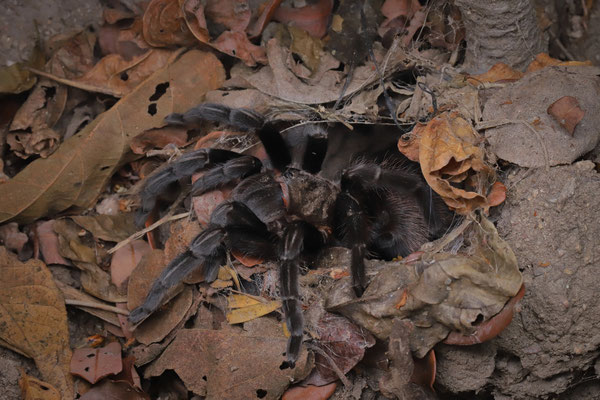 Mexican Rosegray Tarantula (Tliltocatl verdezi)