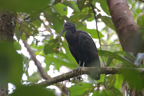 Green Ibis (Mesembrinibis cayennensis)