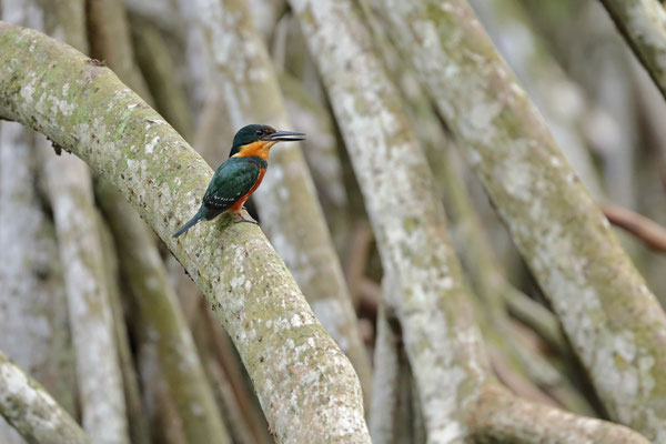 American Pygmy Kingfisher (Chloroceryle aenea)