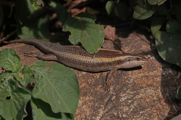Striped Skink (Trachylepis striata)