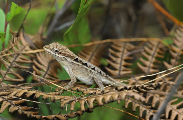 Chiapas Ornate Anole (Anolis anisolepis)