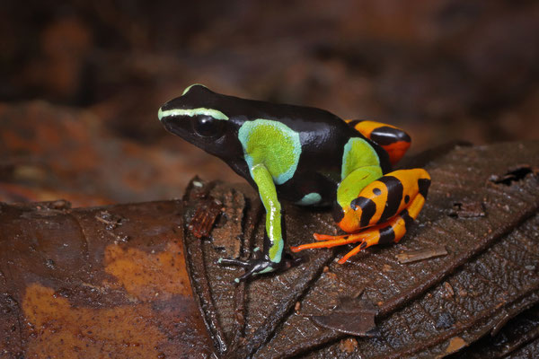Baron's Mantella (Mantella baroni)