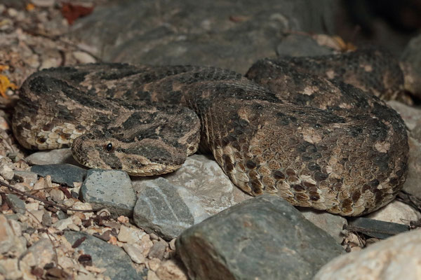 Puff Adder (Bitis arietans)