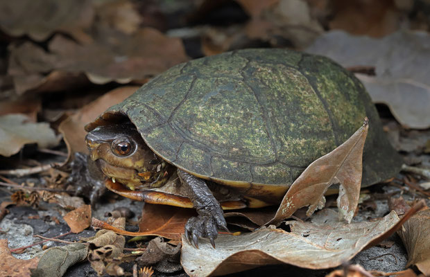 Yucatán Mud Turtle (Kinosternon creaseri)