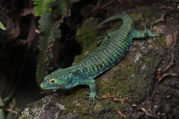 Bocourt's Arboreal Alligator Lizard (Abronia vasconcelosii)