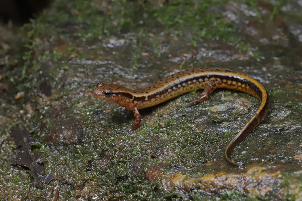 Southern Two-lined Salamander (Eurycea cirrigera)