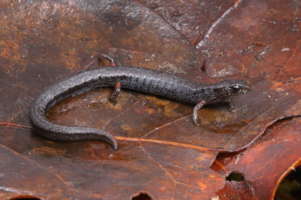 Boreal Pygmy Salamander (Thorius boreas) 