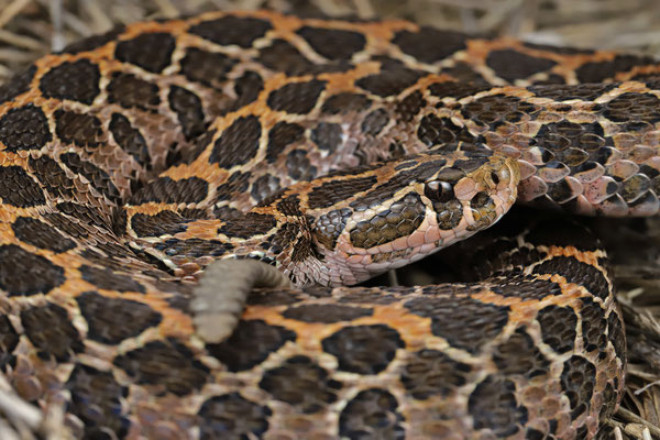 Mexican Lanceheaded Rattlesnake (Crotalus polystictus) 