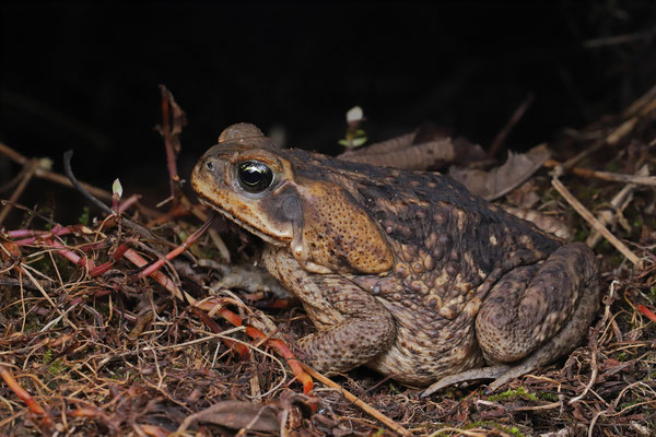 Western Cane Toad (Rhinella horribilis)