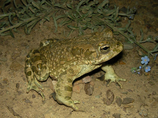Turan Toad (Bufotes turanensis)