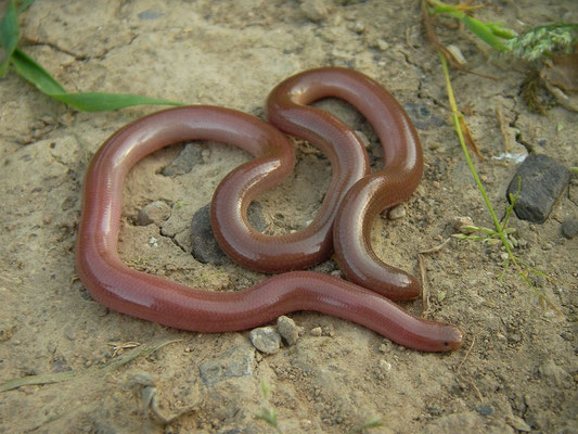 Luristan Worm Snakes (Xerotyphlops luristanicus)