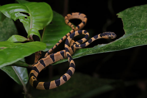 Beautiful Common Blunt-headed Vine Snake (Imantodes cenchoa) baby.