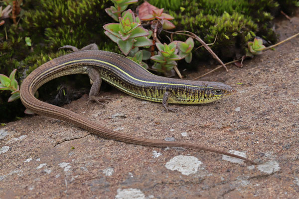 Yellow-throated Plated Lizard (Gerrhosaurus flavigularis) female
